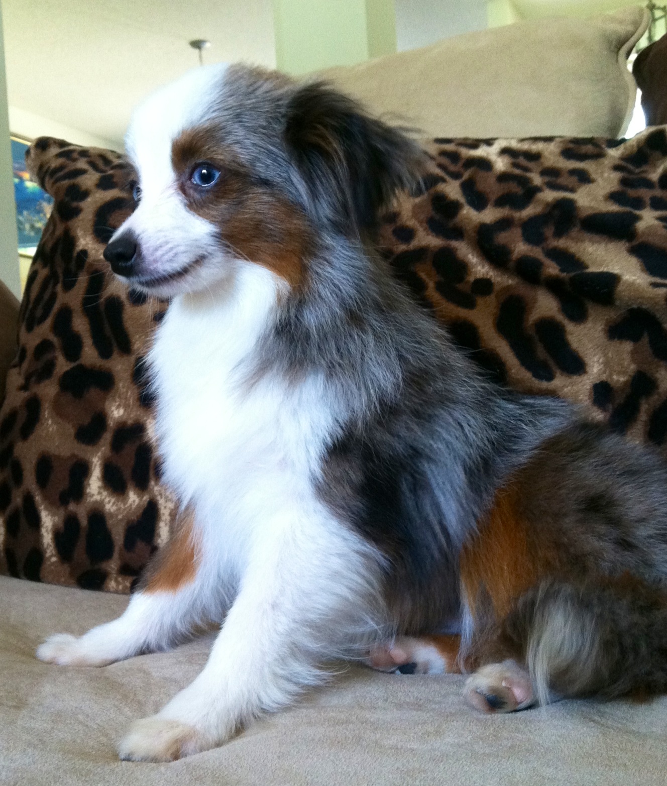 Discover The Perfect Companion The Top Qualities Of A Well Bred Best Teacup Aussie Paws Dynasty