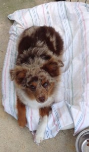 HotDawg - Tiny Toy Red Merle Male